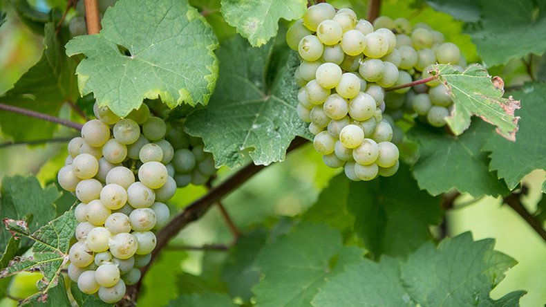 Sacre bleu! Grape thieves fleece France’s vineyards