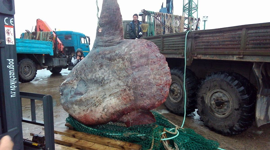 Monstrous 1-ton ocean sunfish caught in Russia's far east, thrown