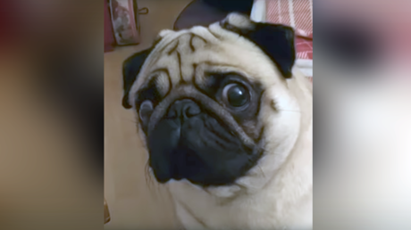 Video of pug making Nazi salute is ‘grossly offensive,’ Jewish leader tells court 