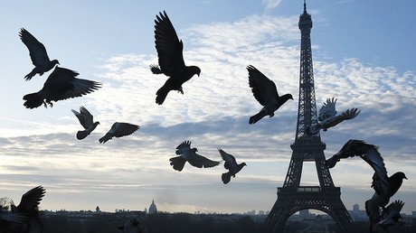 Paris to hire falcons and buzzards for €2,500 each to scare off pooping pigeons