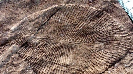 Weird ribbed sea fossil predating dinosaurs finally classed as ‘animal’