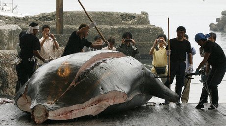 Shark attack warning: Fears man-eaters will head for beach where 140 whales died (IMAGES, VIDEO)