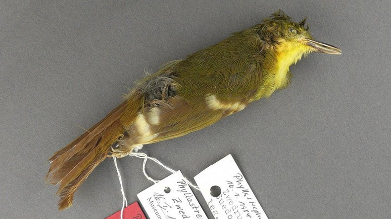 World’s rarest songbird is so rare because it's not real – study
