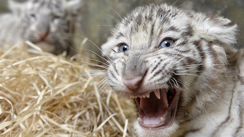 Newly-hired Indian zookeeper mauled to death by white tiger cubs he tried to feed