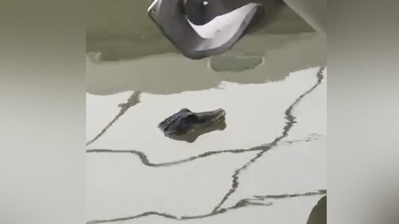 Real, or a croc? Dog walker films ‘crocodile in River Thames’ (VIDEO)