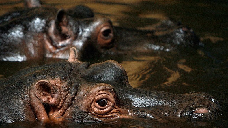 Over 100 hippos killed in Namibia by suspected anthrax outbreak (VIDEO)