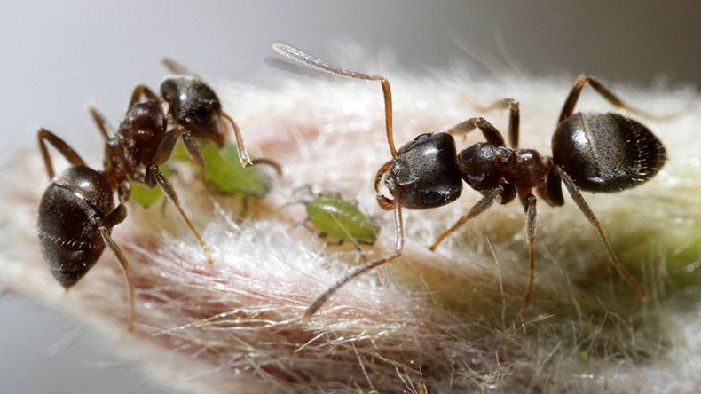 Ant queens’ bizarre burial ritual helps prevent deadly disease contamination