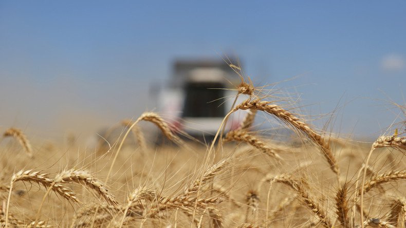 Russia on track to break 40-yr Soviet record on grain harvest