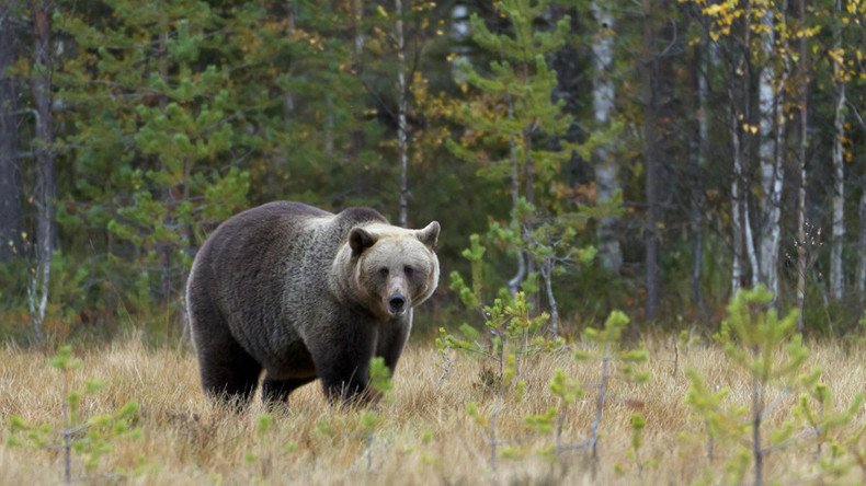 Man-eating bears ‘besieging’ Siberian villages – official