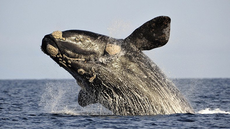 Dr Doolittle effect: Dolphins & whales form human-like societies, study says