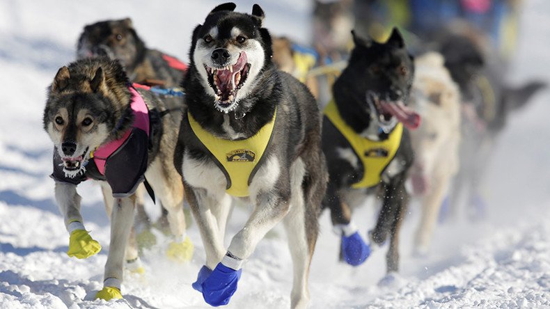 Dogs on drugs: World’s most famous sled dog race facing doping scandal