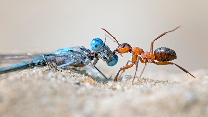 ‘Ecological Armageddon’: Plummeting insect populations could ravage life on Earth