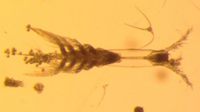 What lies beneath: 'Monster' plankton discovered in Arctic ice (PHOTO)