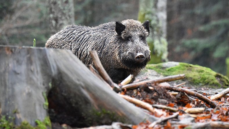 Rampaging wild boar sent to hog heaven after invading German bank (VIDEO)
