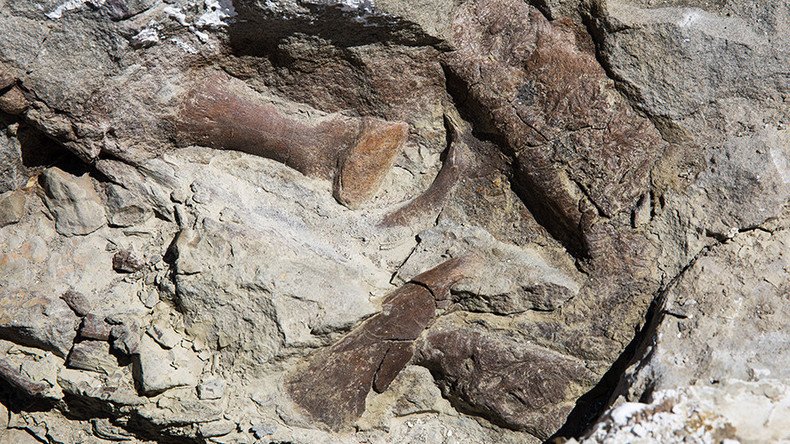 Tyrannosaur fossil found in Utah is 'most complete discovery in south-west US' (PHOTO)