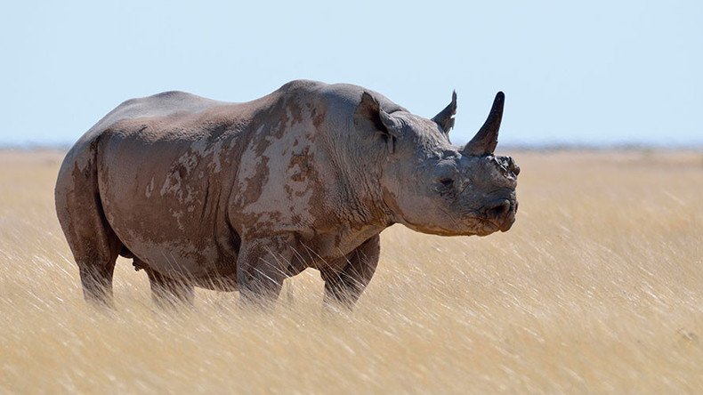 ‘The Poacher, poached!’: Rhino injures illegal hunter in Namibia