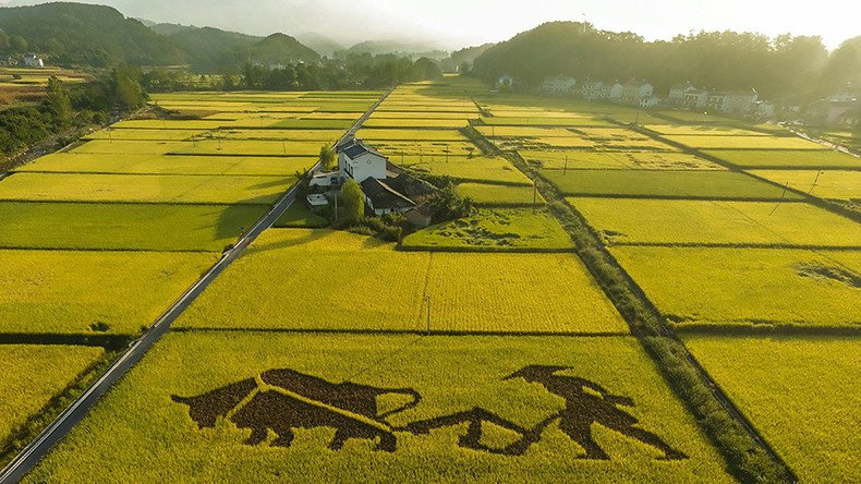 China grows rice in salt water to feed 200 million people