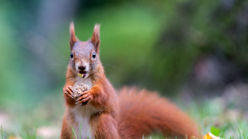 Viking squirrels may have brought leprosy to Britain, according to Cambridge study