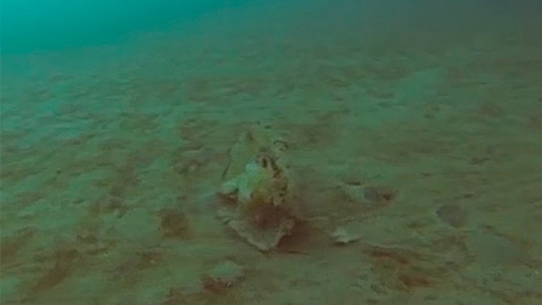 Ancient Arctic jellyfish spotted by scientists in rare encounter (VIDEO)