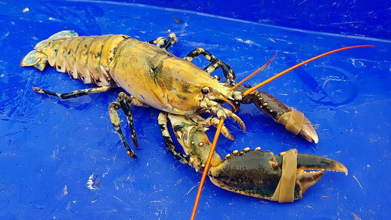 Shell-dorado: Extremely rare gold-colored lobster pulled from sea off Northern France