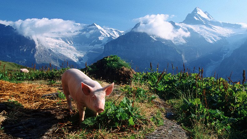 Swiss butcher ‘equated’ to ISIS for publicly slaughtering pigs to ‘revive tradition’