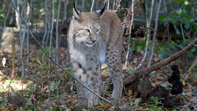 Purr-fect getaway? Police have no idea how a lynx escaped from a Welsh wildlife park 