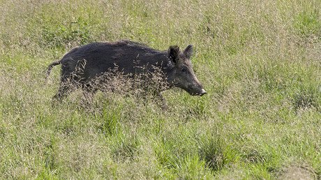Sweden’s wild boars have ‘extremely high’ radiation levels 31 years after Chernobyl