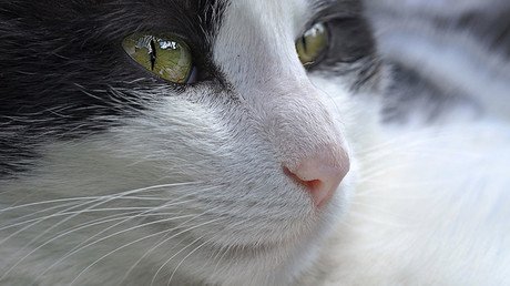 ‘This is about a shy cat’: Fake plane bomber defies Sweden ban to ‘save’ feline friend