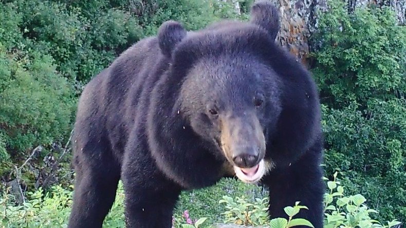 Smarter than the average Grizzly: Tech-savvy bear removes memory card from camera trap (VIDEO)
