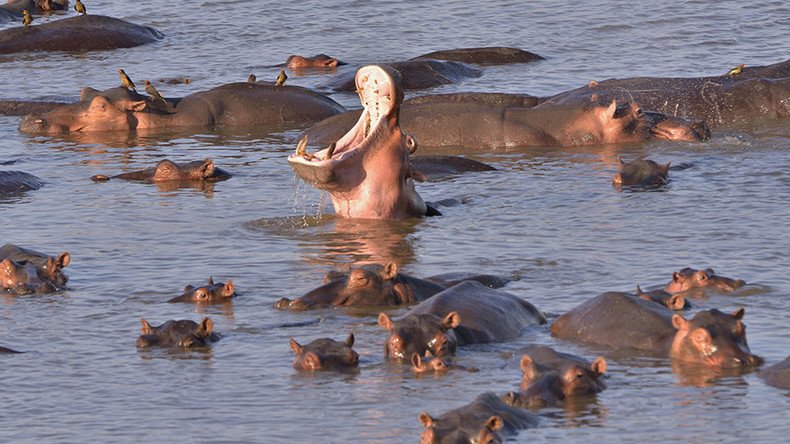 Gang of 30 angry hippos attacks croc in Tanzania (VIDEO)
