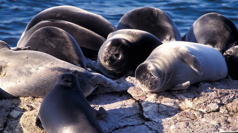 Mysterious mass death of Baikal earless seals puzzles scientists (VIDEO)