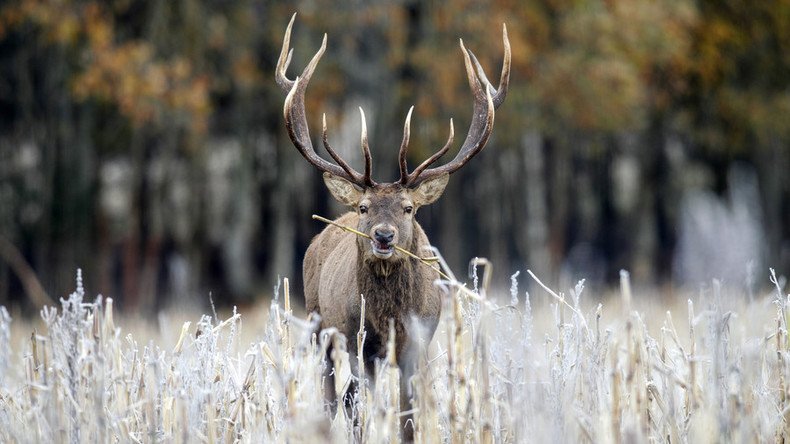 Hunter gored to death by charging deer in France