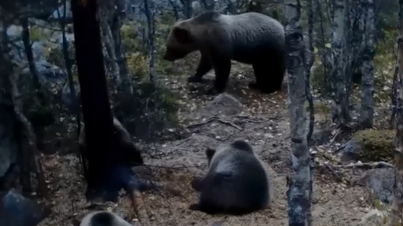 Secret life of bears: Hidden cameras capture 'vicious' mother & 3 cubs roaming woods (VIDEO)