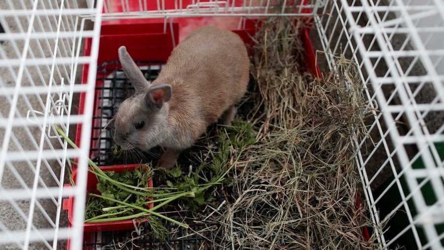 ‘Croydon cat killer’ now believed to be targeting pet rabbits  