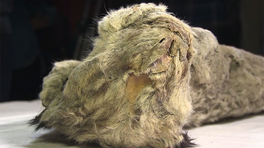 Russian scientists mull cloning cave lion after unveiling perfectly preserved cub (VIDEO)