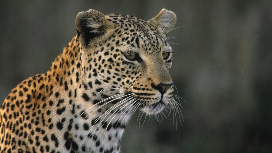 Russian man walks leopard in kids’ playground, neighbors not thrilled (VIDEO)