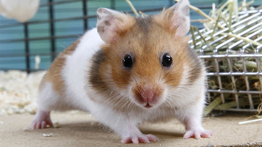Robbing rodent: Girl-and-hamster gang suspected of several home burglaries in Russia