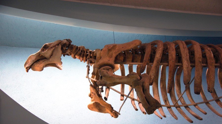 Extinct giant sea cow discovered on Russian beach (PHOTOS)