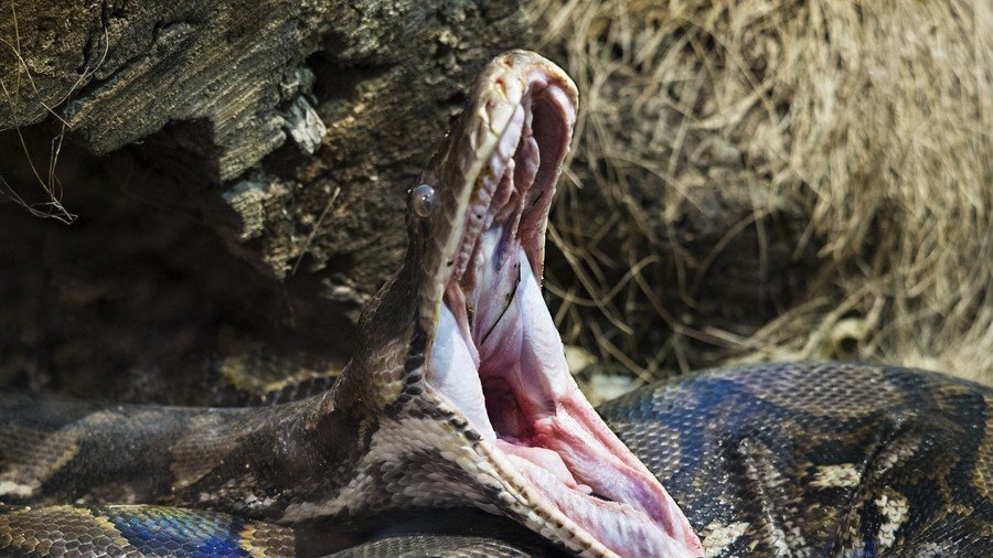 Escaped 15ft python called Tinkerbell reunited with owners after poo found in neighbor’s yard