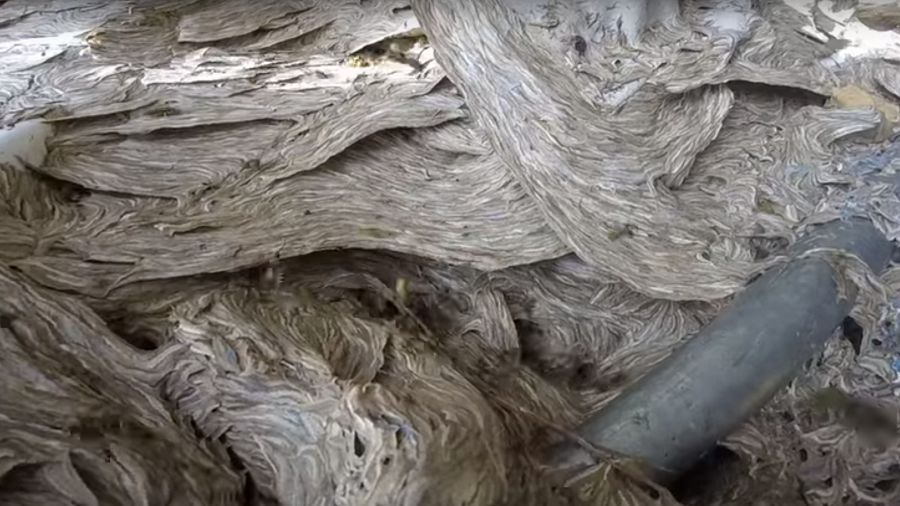 Exterminator shares nightmarish footage of massive hornet’s nest (VIDEO)