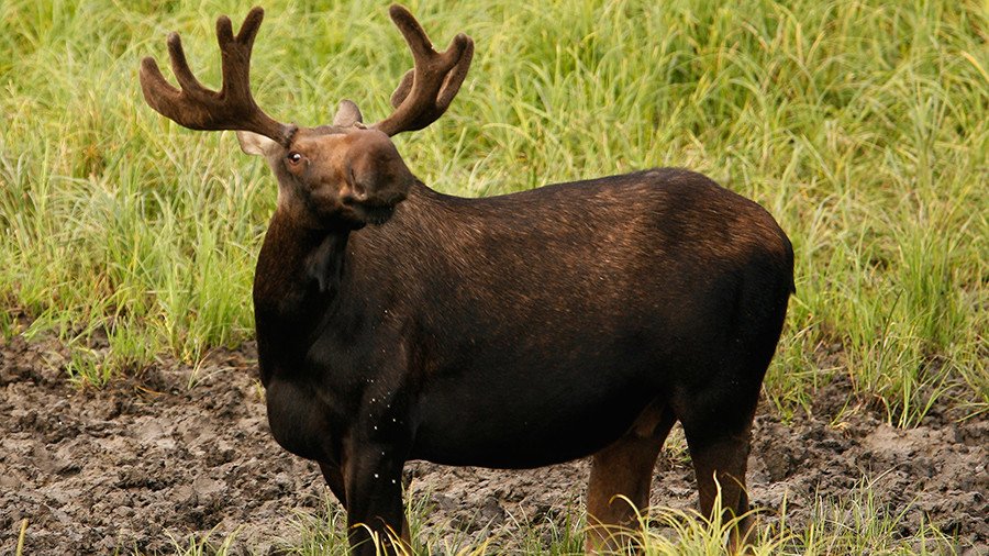 Loose moose in Toronto, authorities may tranquilize (VIDEO)
