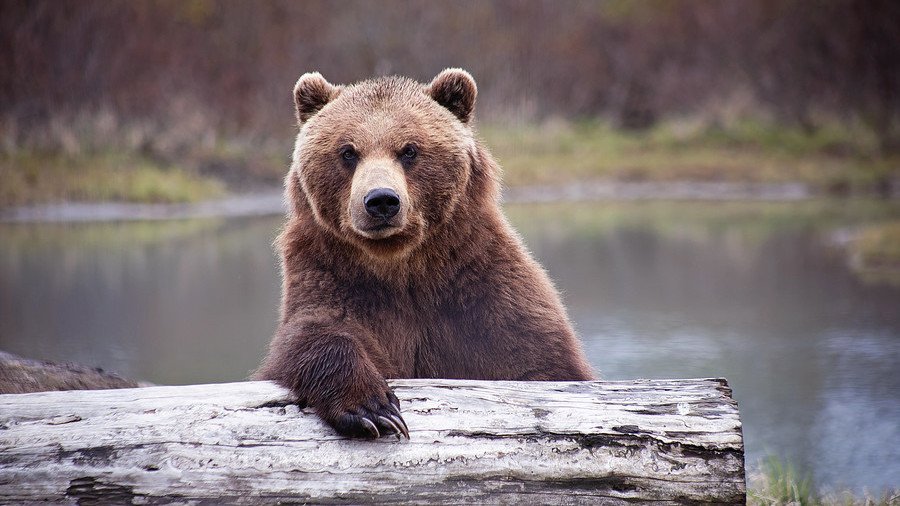 Man vs wild: Bear steals Siberian hunter’s 2 guns from his cabin
