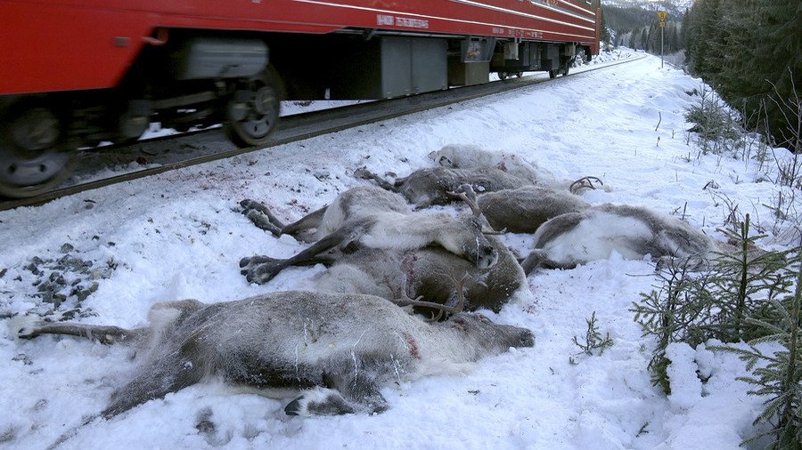 ‘Bloodbath’: Freight trains mow down 106 reindeer in 4 days (GRAPHIC PHOTO)