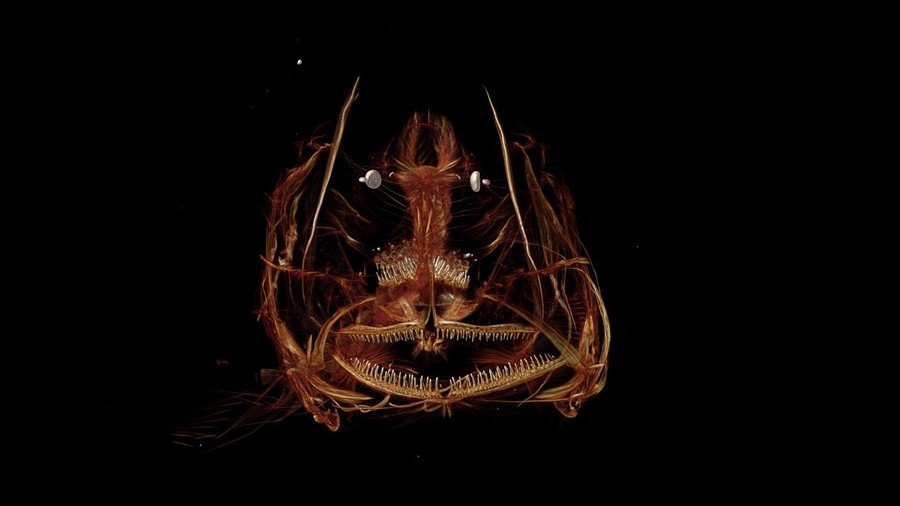 Meet the Mariana snailfish, the deepest living fish in the oceans (PHOTO, VIDEO)