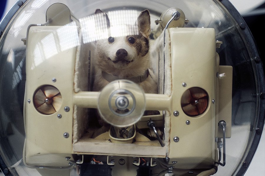 what happened to laika the russian space dog