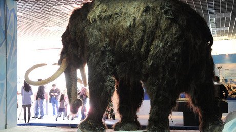 Don’t feel bad, woolly mammoths needed their moms just like today’s men 