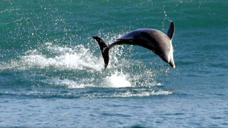 Tragic end for Thames Dolphin, found dead in river shallows