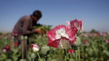 Afghan opium production at record high despite British troops dying to stamp it out