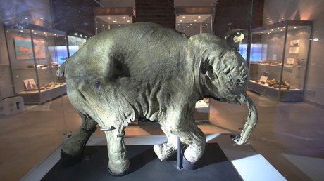Flesh-eating ancient ‘marsupial lion’ species discovered