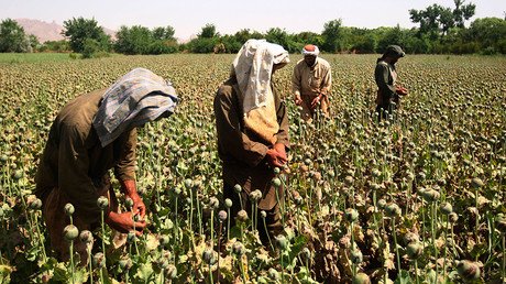 ‘Afghan opium boom to benefit European, Asian criminal groups’